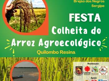 Território quilombola comemora colheita de arroz agroecológico em Sergipe